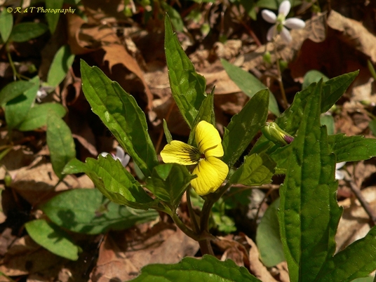{Viola tripartita}